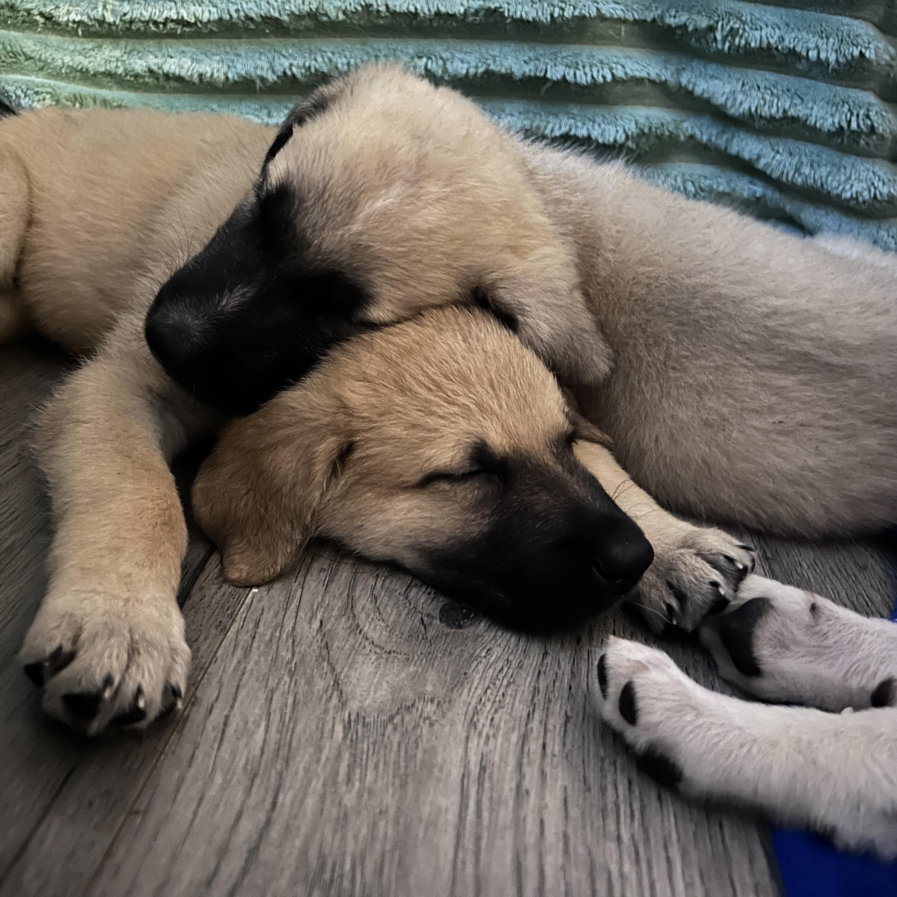 Clay Callaway - Adopted | Petfinder