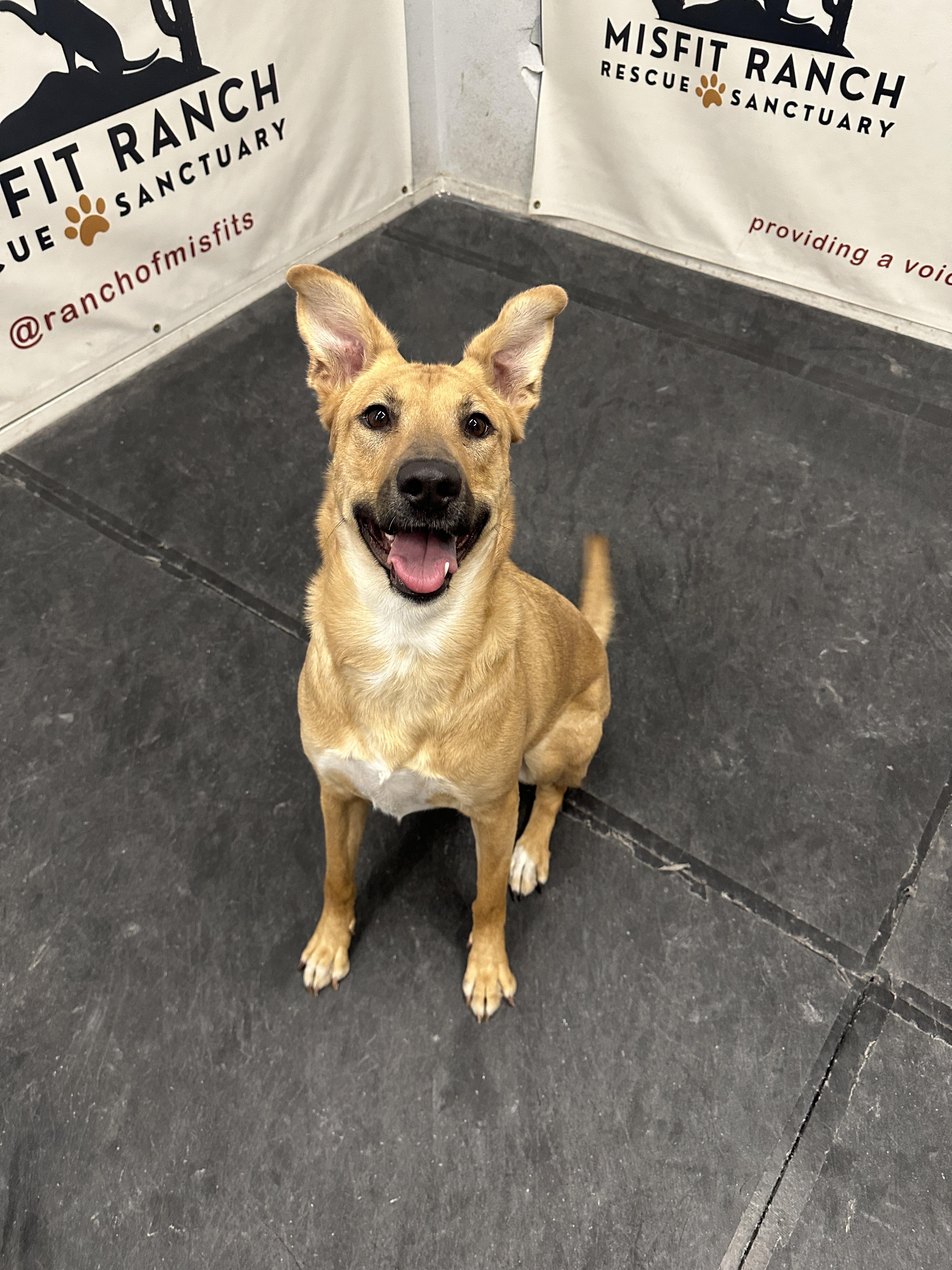 Enlarge Bonnie, a ADOPTABLE mixed breed in North Las Vegas, NV image 3/4