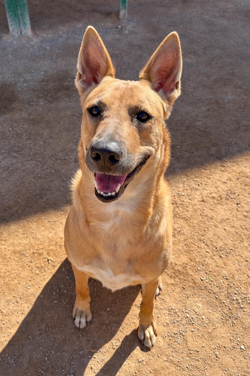 Bonnie, ADOPTABLE, Adult Female German Shepherd Dog.