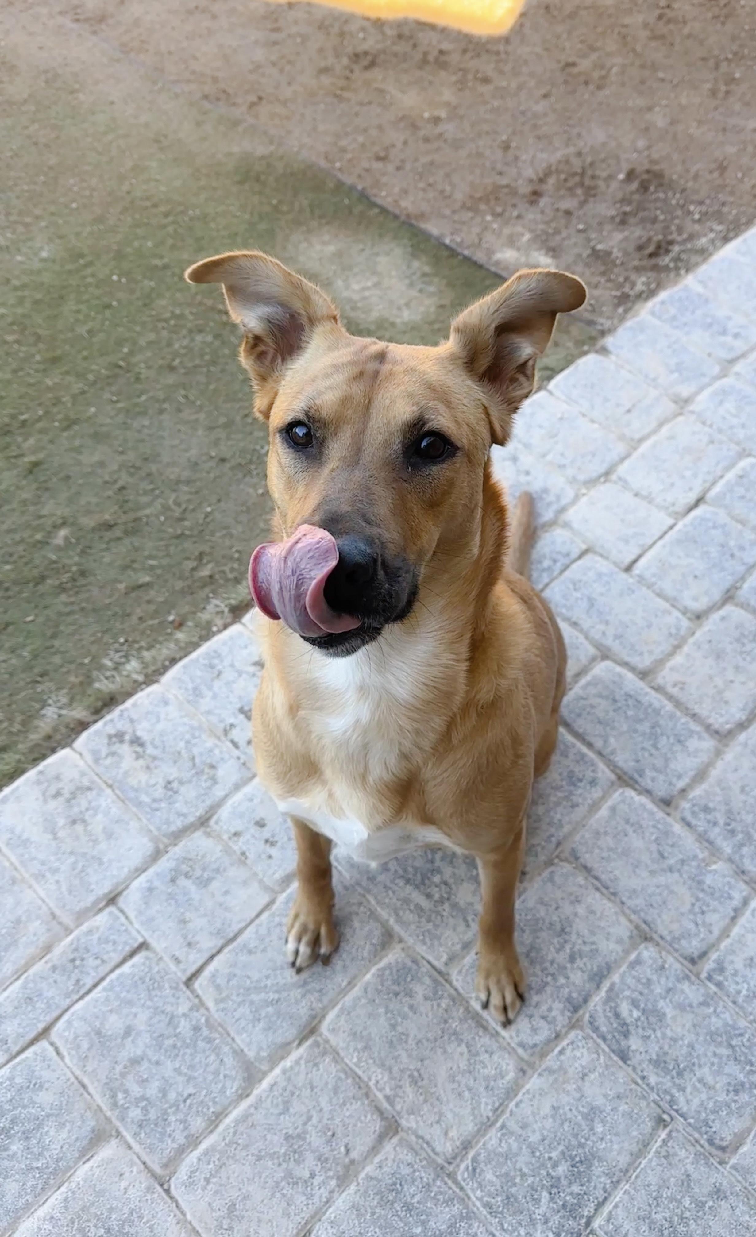 Enlarge Bonnie, a ADOPTABLE mixed breed in North Las Vegas, NV image 4/4