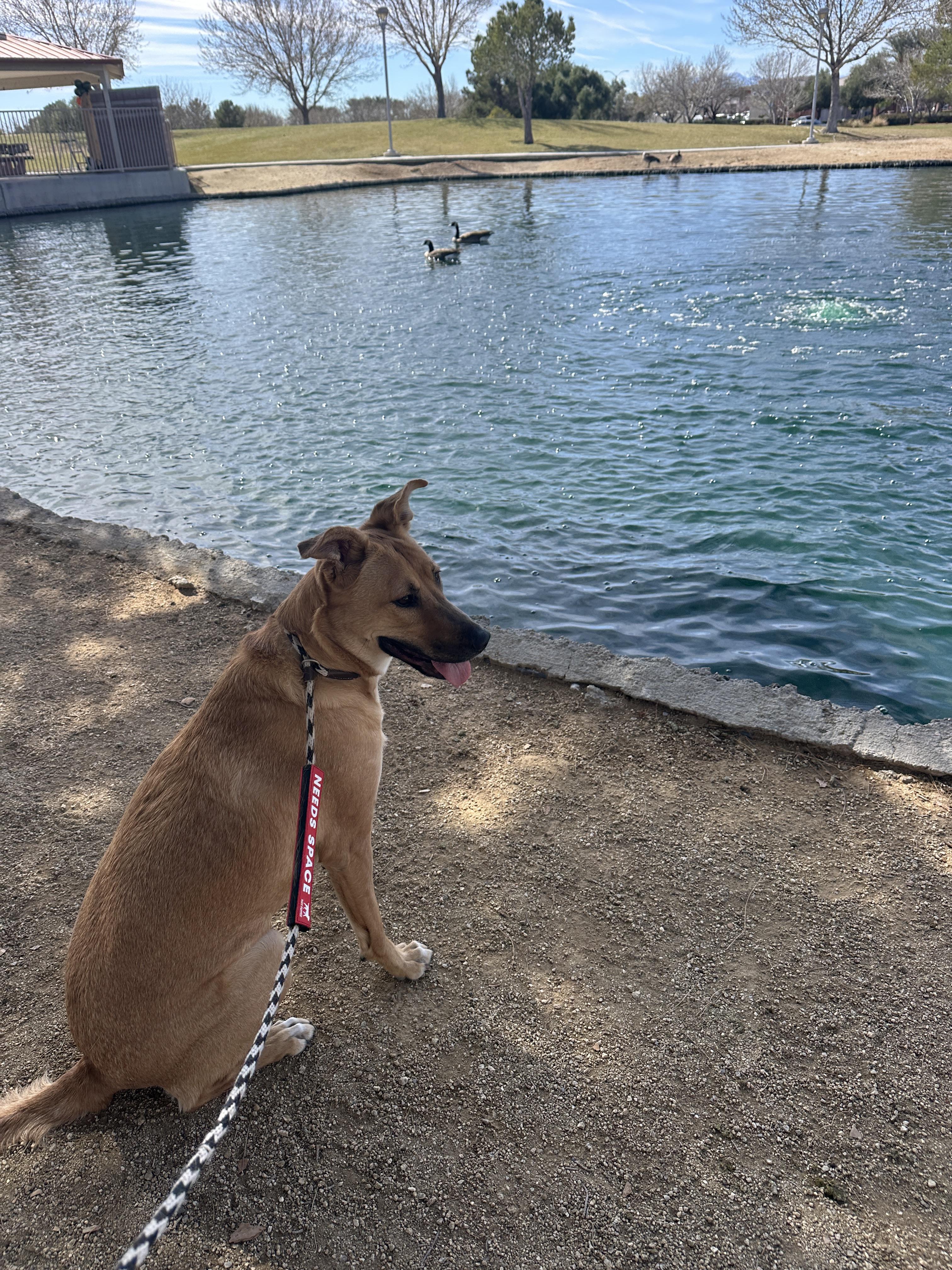 Enlarge Bonnie, a ADOPTABLE mixed breed in North Las Vegas, NV image 2/4