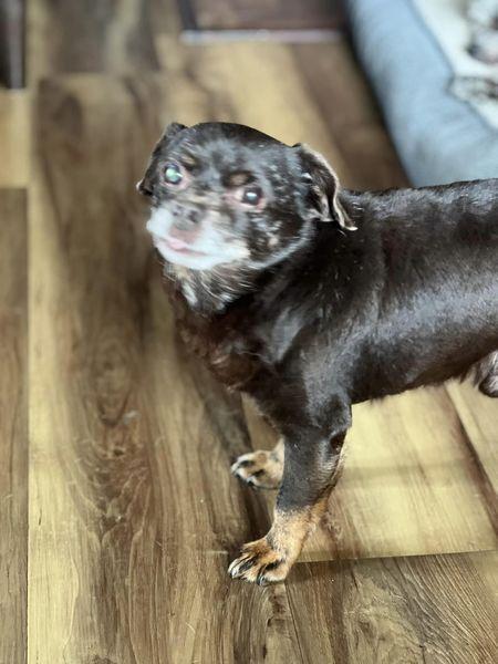 Enlarge Tiny, a Adoptable mixed breed in Claremont, CA image 1/6