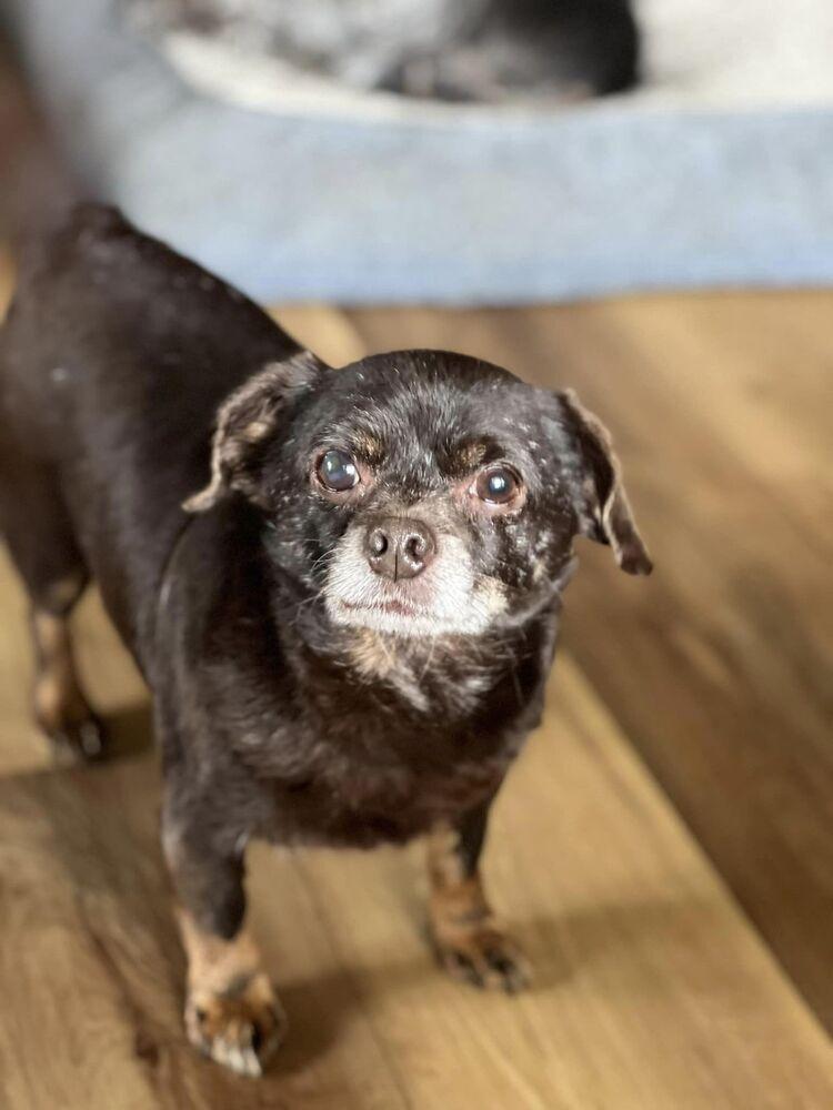 Enlarge Tiny, a Adoptable mixed breed in Claremont, CA image 2/6