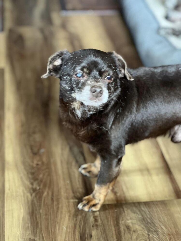Enlarge Tiny, a Adoptable mixed breed in Claremont, CA image 3/6