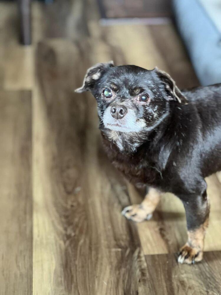 Enlarge Tiny, a Adoptable mixed breed in Claremont, CA image 4/6
