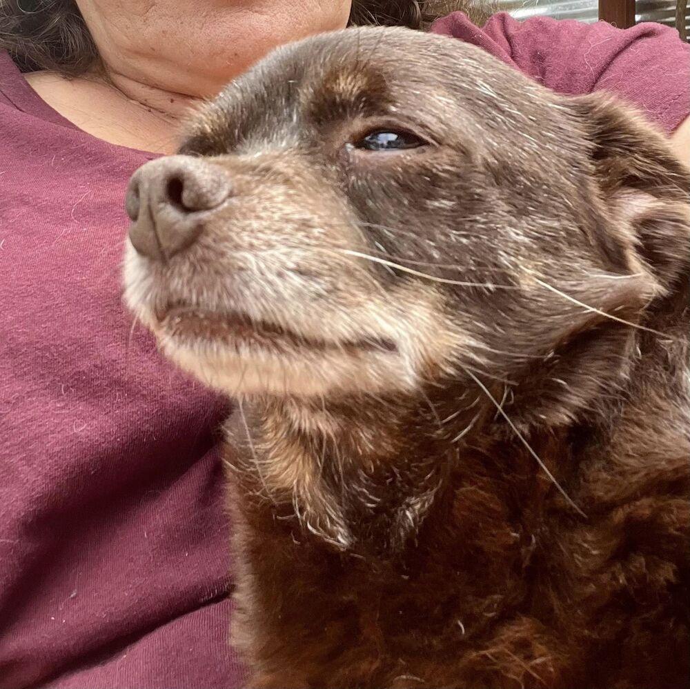 Enlarge Tiny, a Adoptable mixed breed in Claremont, CA image 5/6