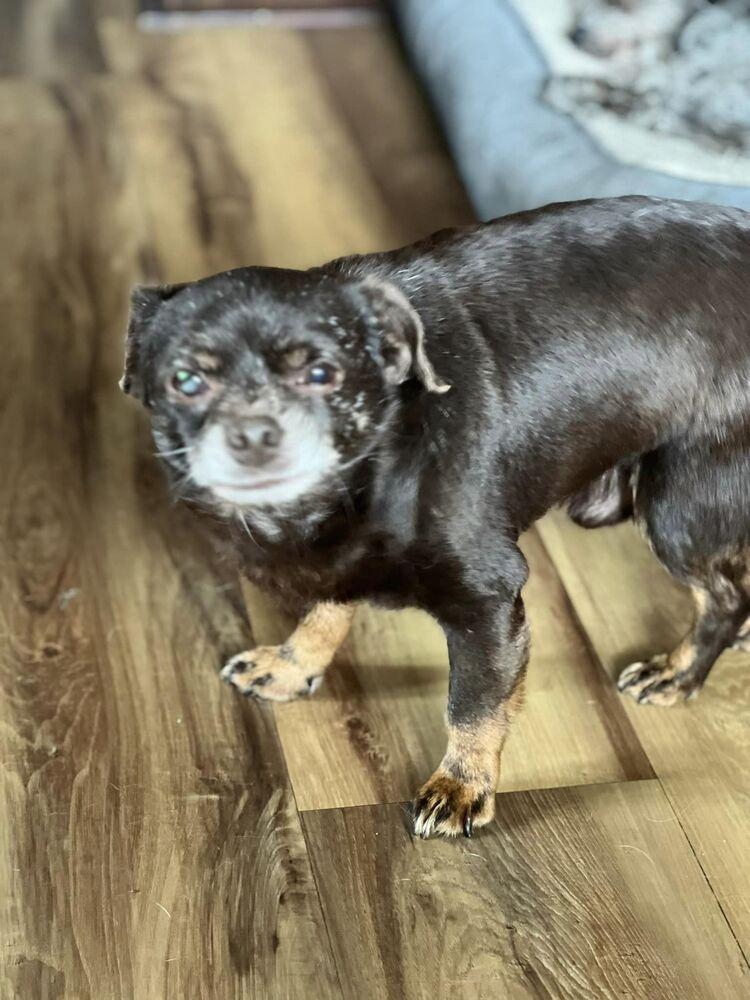 Enlarge Tiny, a Adoptable mixed breed in Claremont, CA image 6/6