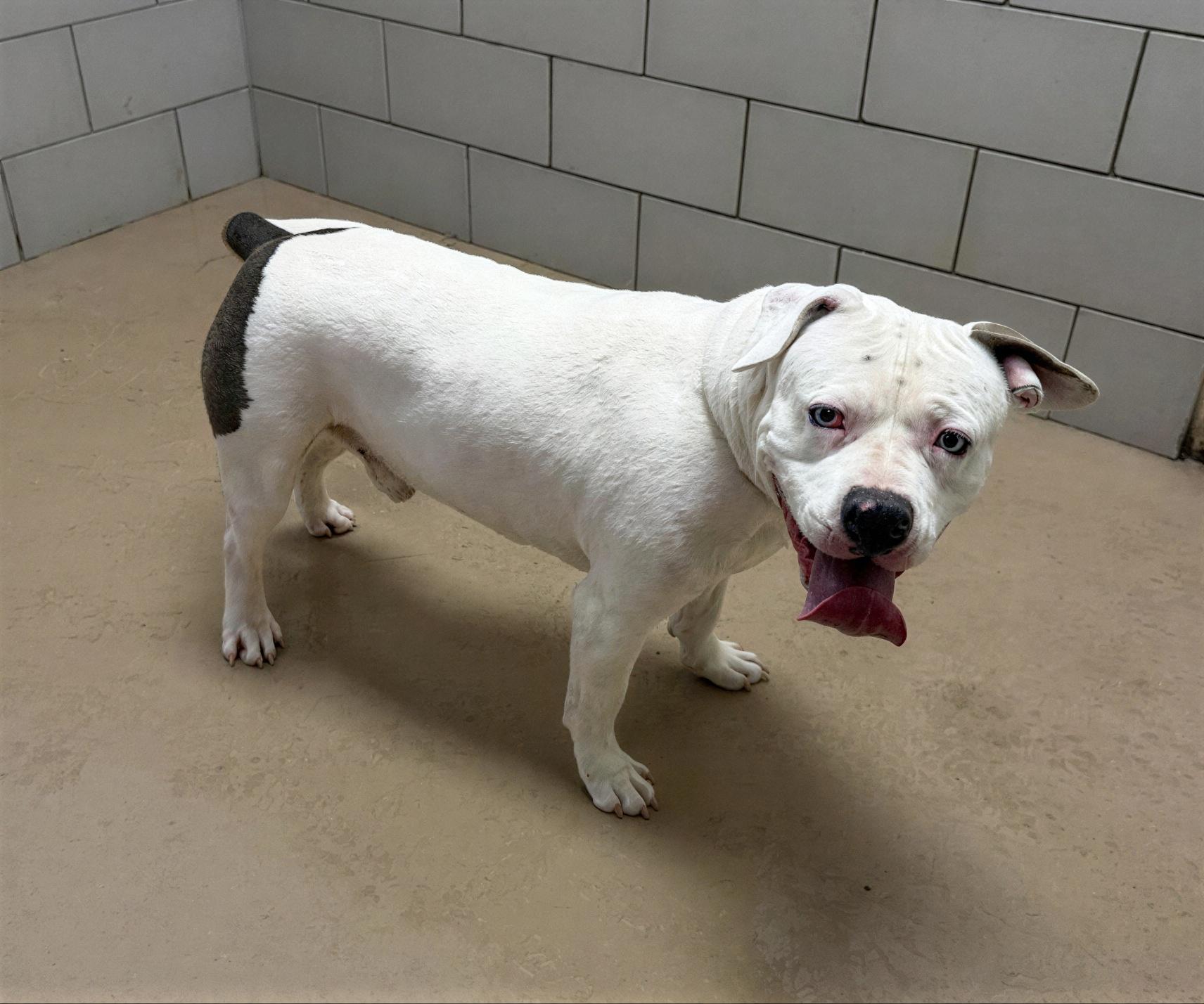 Enlarge Sinatra, a ADOPTABLE Mixed Breed in Nashville, TN image 2/2