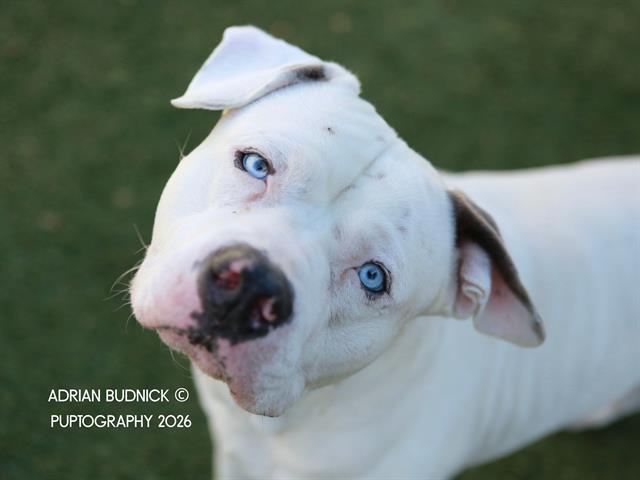 Enlarge Sinatra, a ADOPTABLE Mixed Breed in Nashville, TN image 1/2