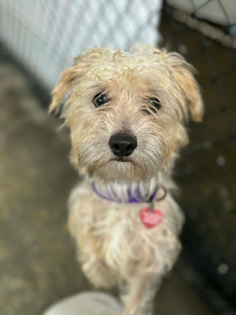 Will, Adopted, Adult Male Yorkshire Terrier & Mixed Breed.