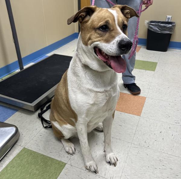 Mya, Adoptable, Adult Female Shepherd & Rottweiler.