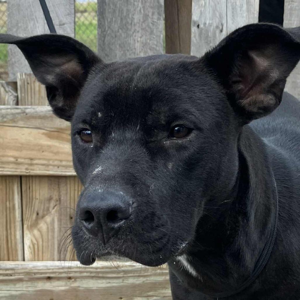 Enlarge Luv, a Adoptable Mixed Breed in Pulaski, TN image 1/2