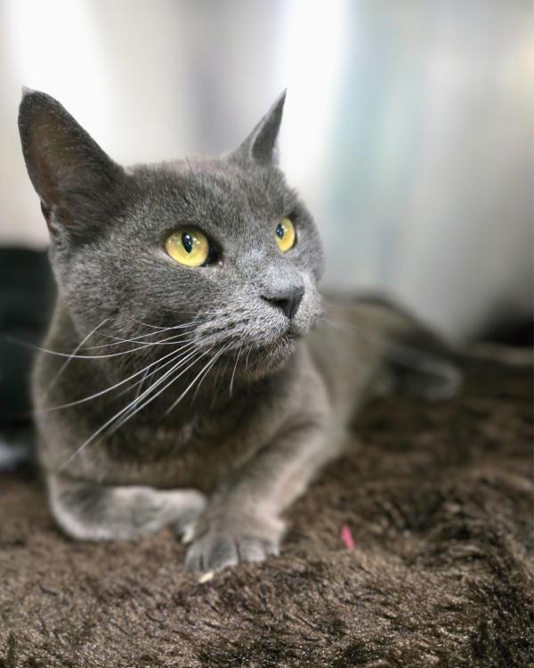 Smokey, Adoptable, Adult Male Domestic Short Hair.