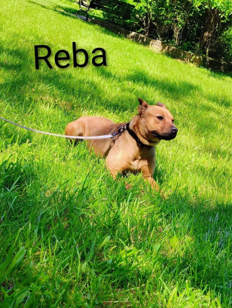 Reba, Adoptable, Young Female Pit Bull Terrier.