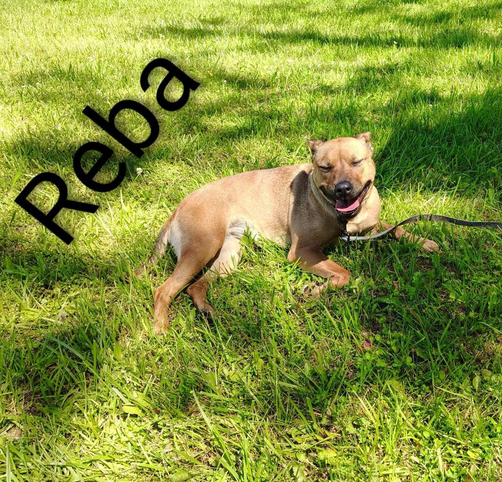 Enlarge Reba, a Adoptable Pit Bull Terrier in Kendallville, IN image 2/3