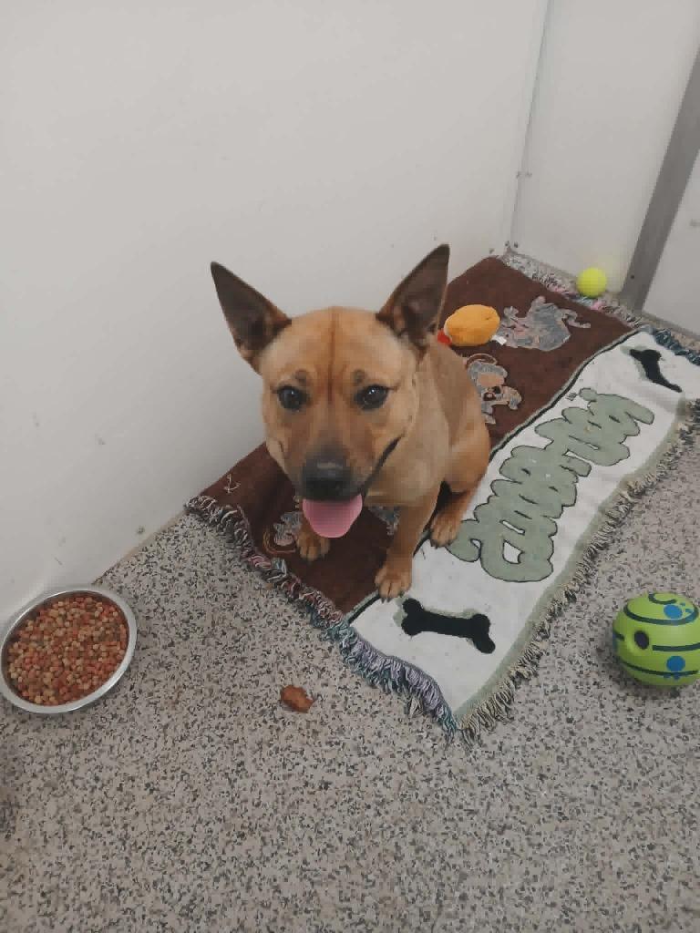 Enlarge Reba, a Adoptable Pit Bull Terrier in Kendallville, IN image 3/3