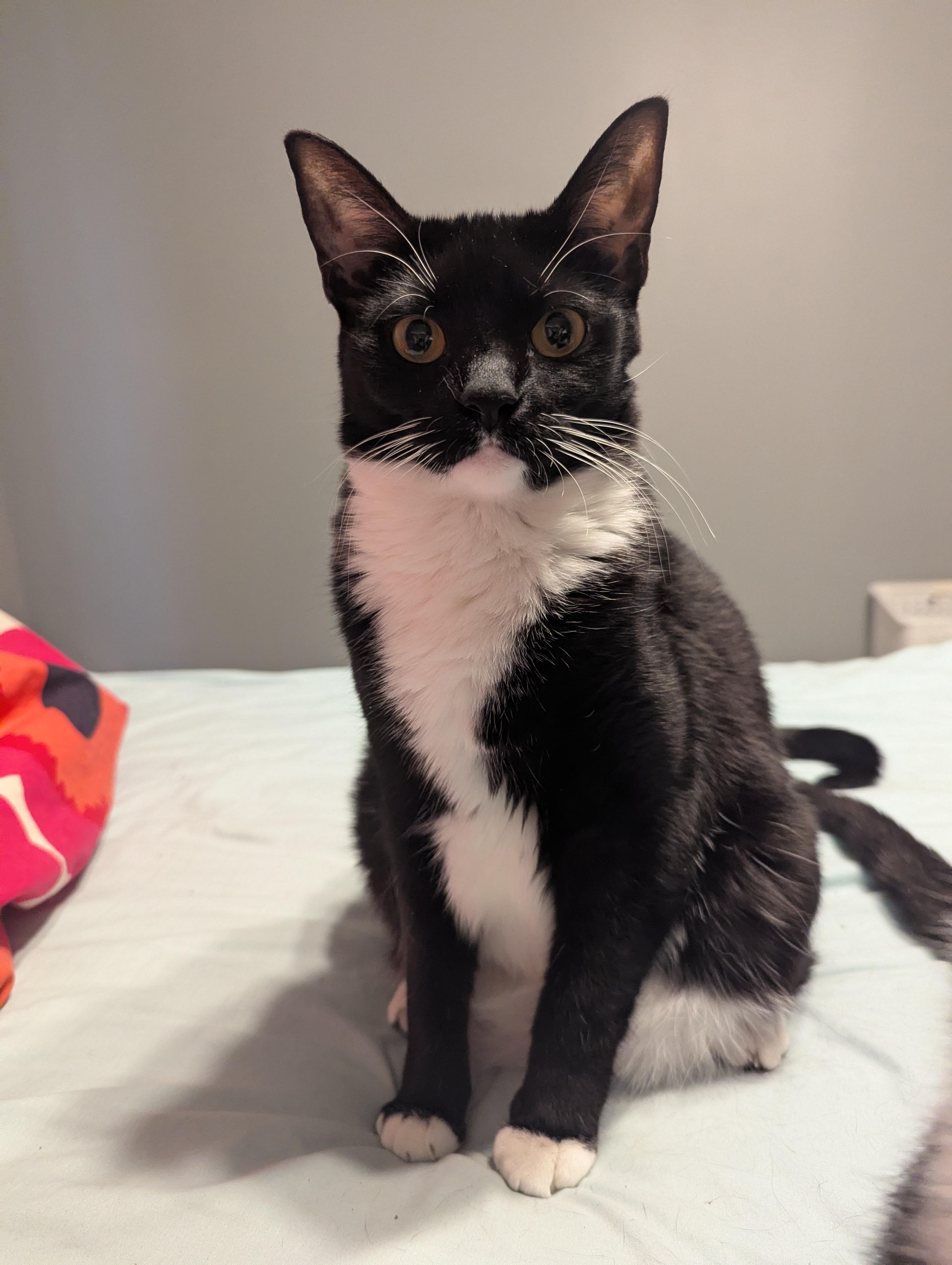 Enlarge Emmy, a Adoptable Domestic Short Hair in Mechanicsville, MD image 3/4