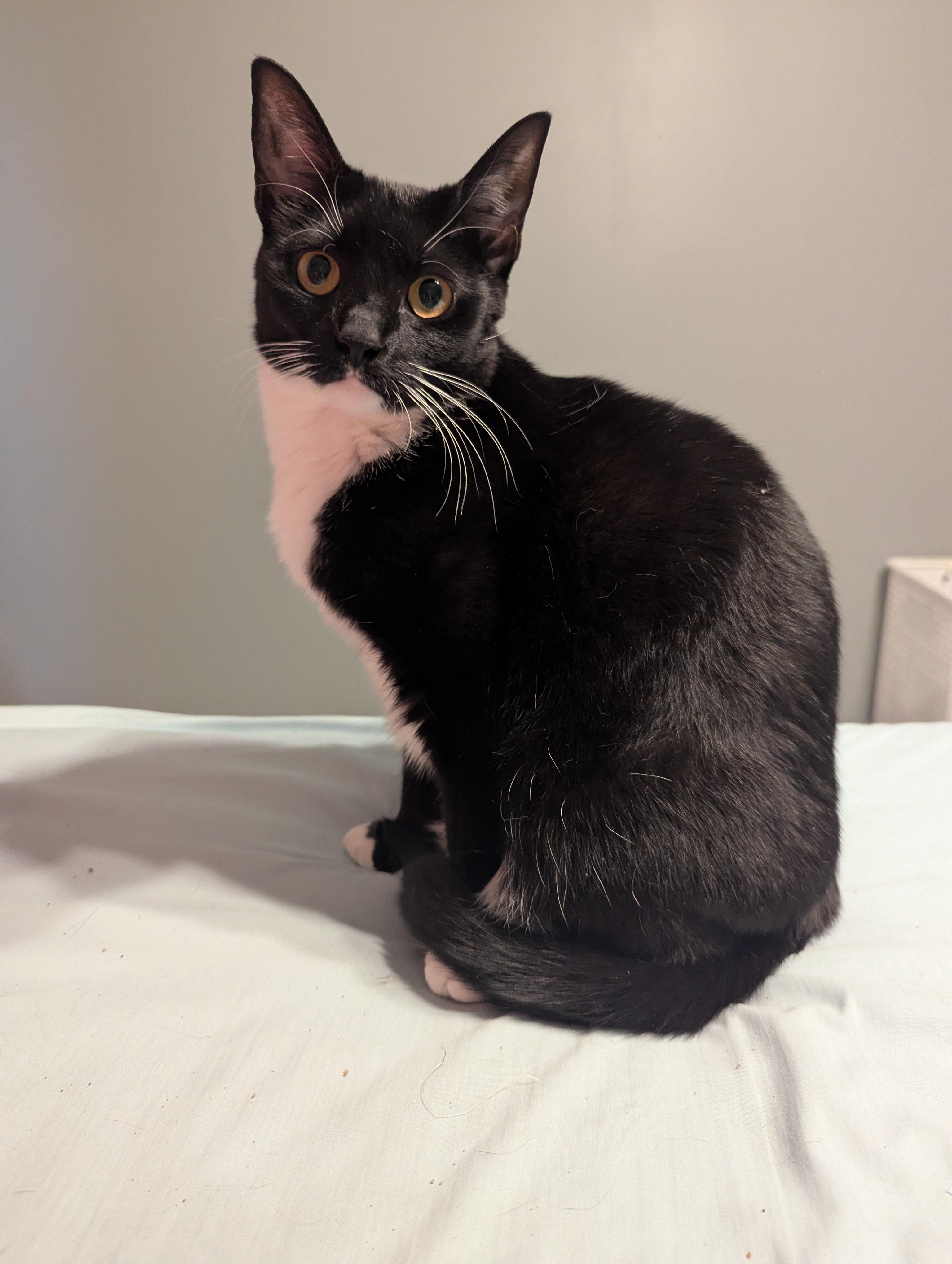 Enlarge Emmy, a Adoptable Domestic Short Hair in Mechanicsville, MD image 1/4