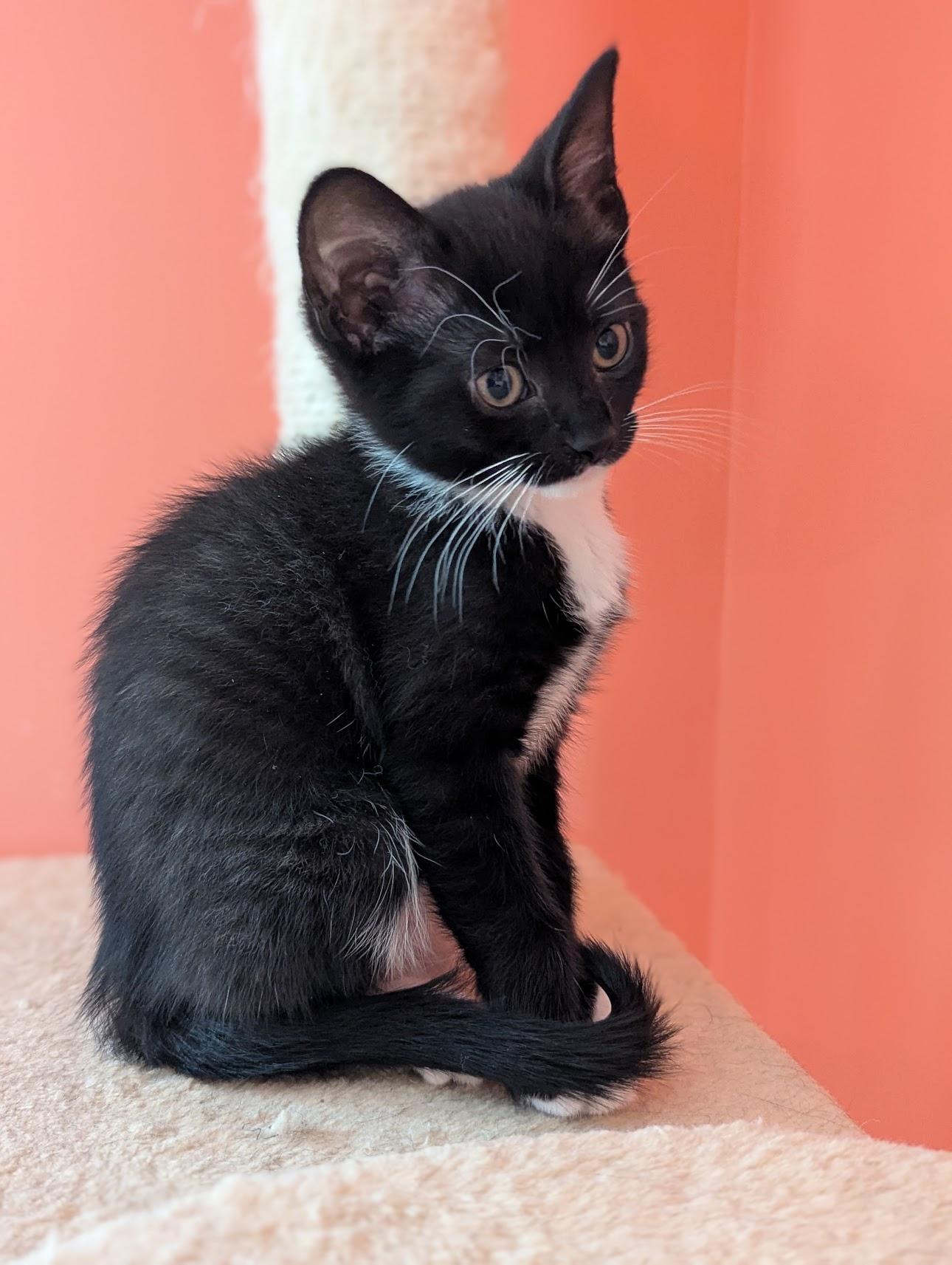 Emmy, a Adoptable Domestic Short Hair in Mechanicsville, MD image 2/4