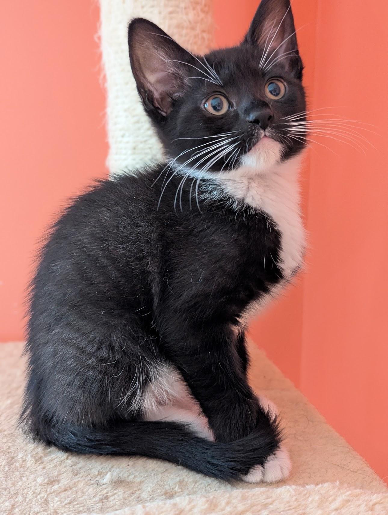 Emmy, a Adoptable Domestic Short Hair in Mechanicsville, MD image 3/4