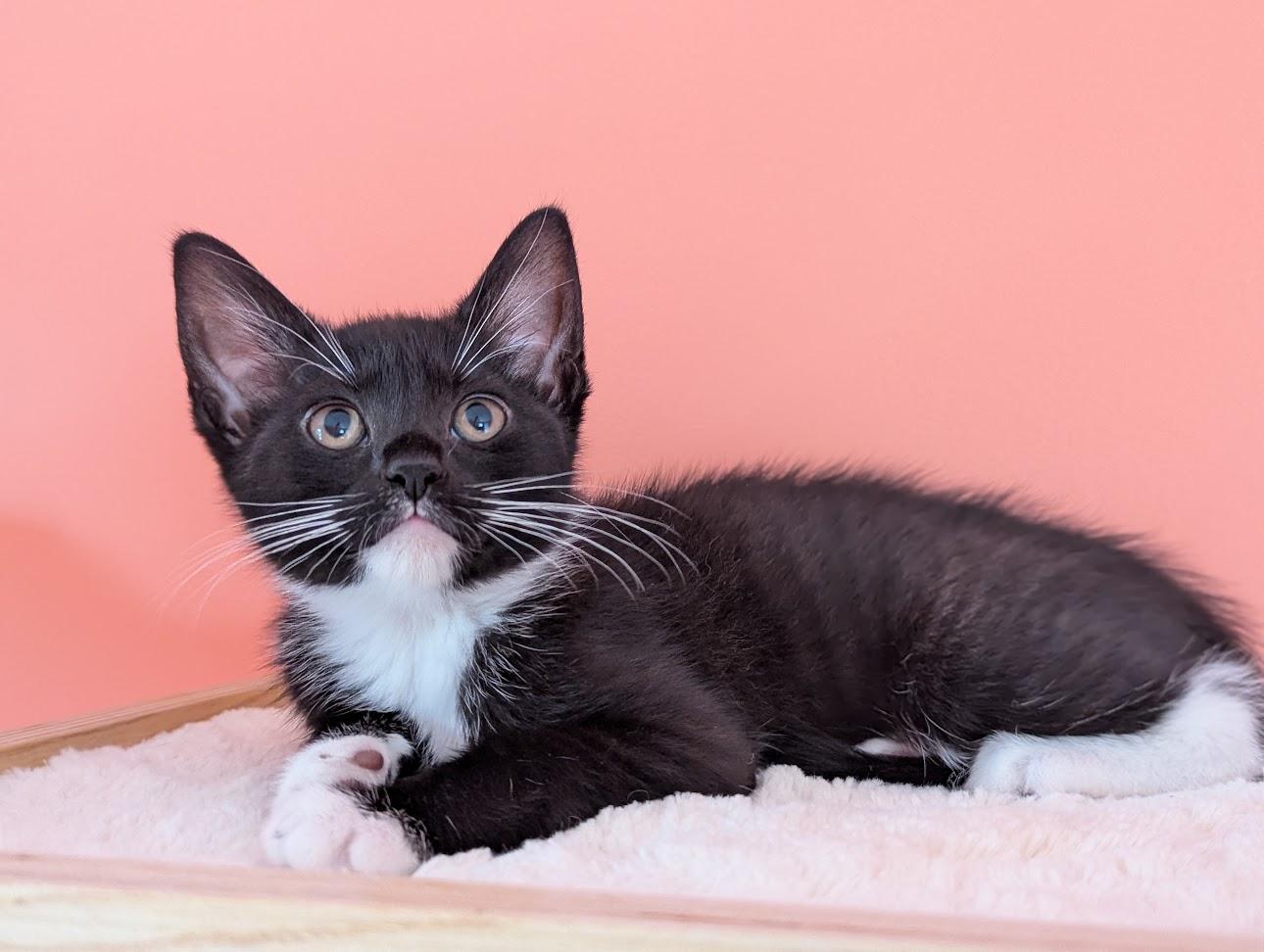 Emmy, a Adoptable Domestic Short Hair in Mechanicsville, MD image 4/4
