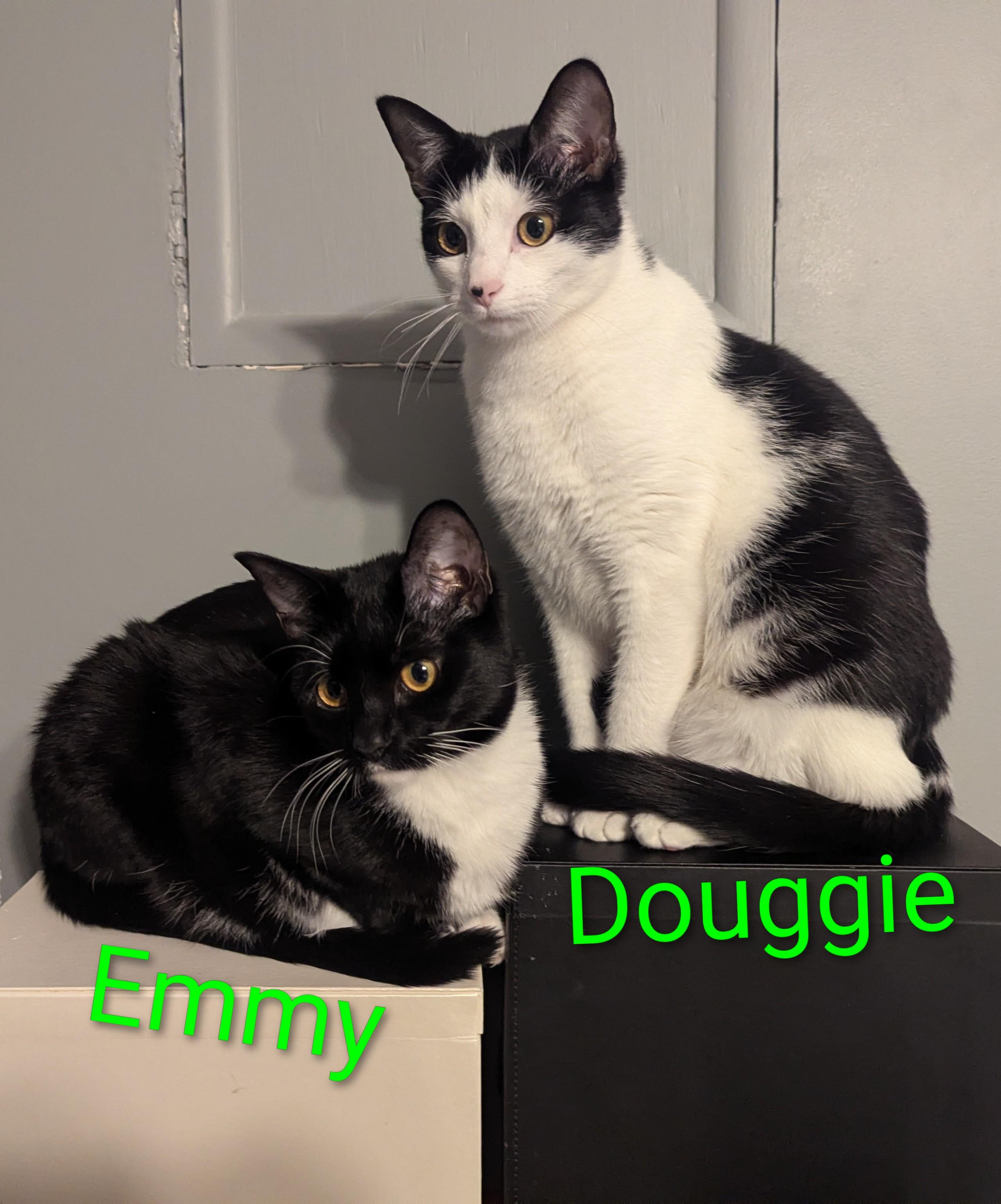 Enlarge Emmy, a Adoptable Domestic Short Hair in Mechanicsville, MD image 2/4