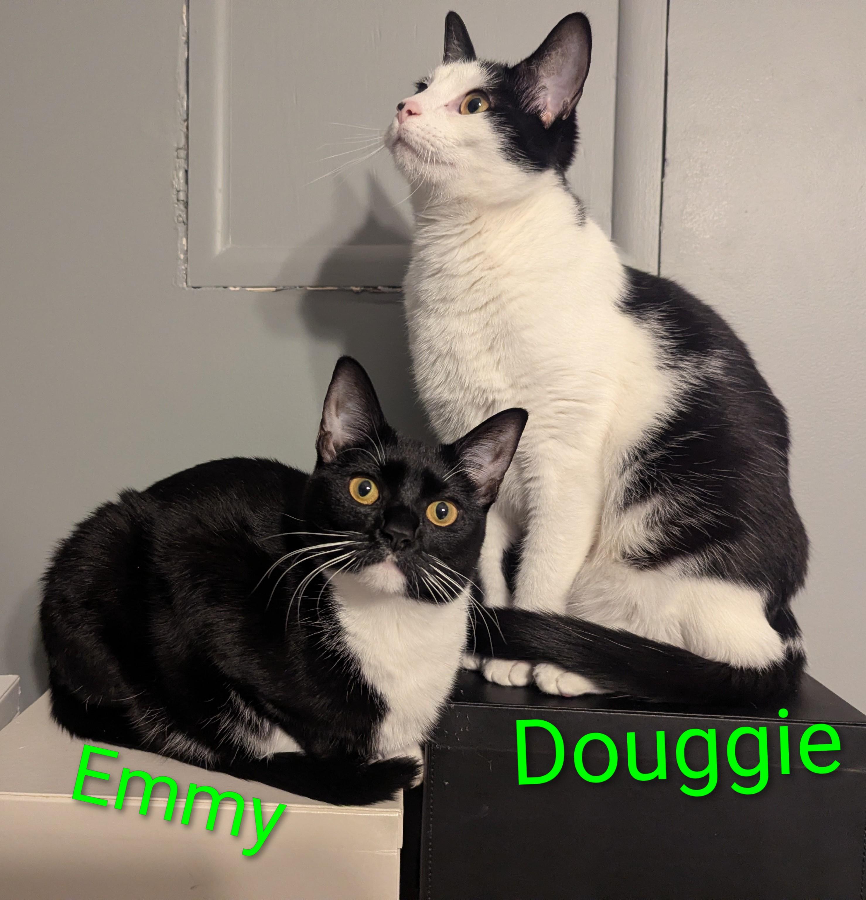 Enlarge Emmy, a Adoptable Domestic Short Hair in Mechanicsville, MD image 4/4
