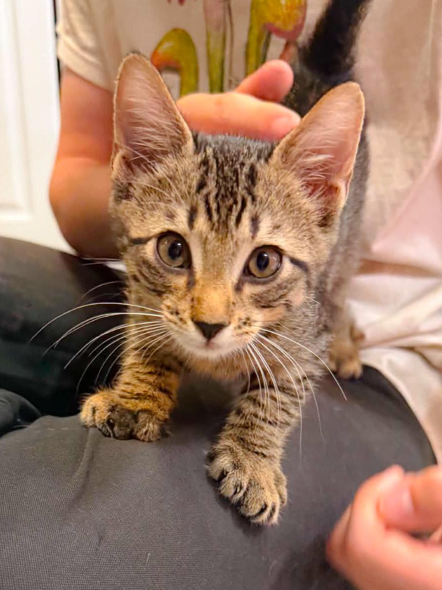 Sean, a Adoptable Domestic Short Hair in Naples, FL image 6/6