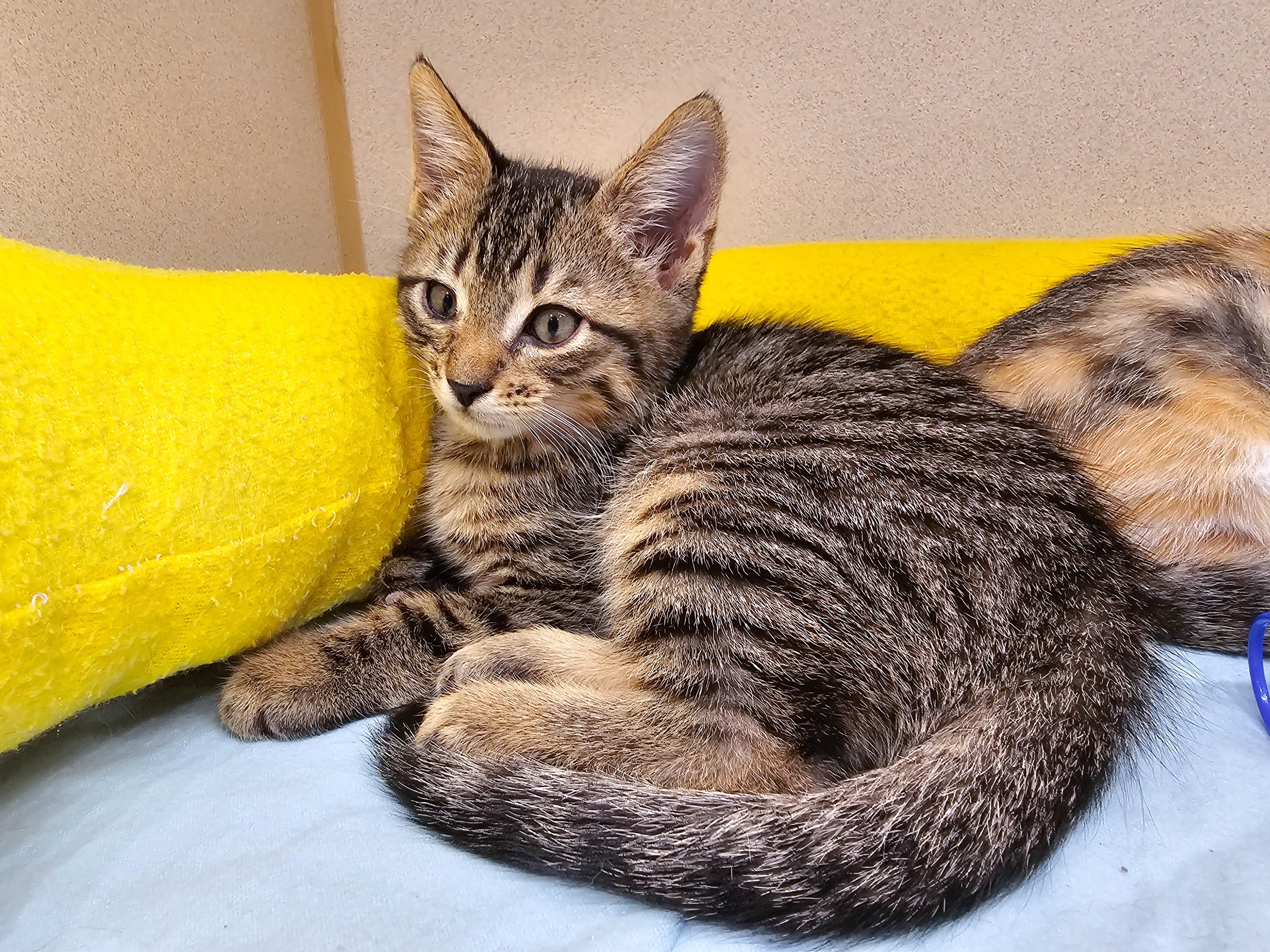 Sean, a Adoptable Domestic Short Hair in Naples, FL image 3/6