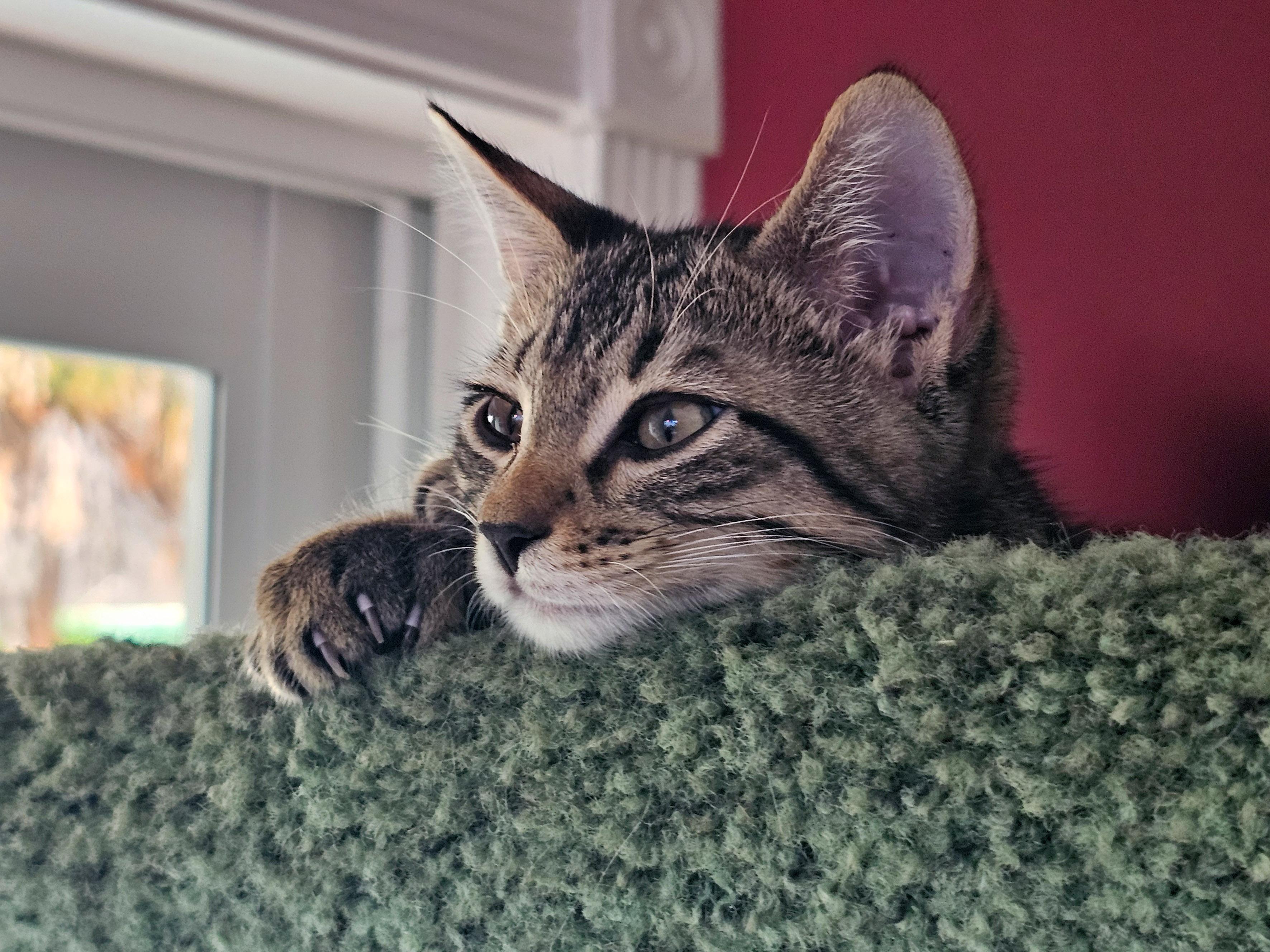 Sean, a Adoptable Domestic Short Hair in Naples, FL image 5/6