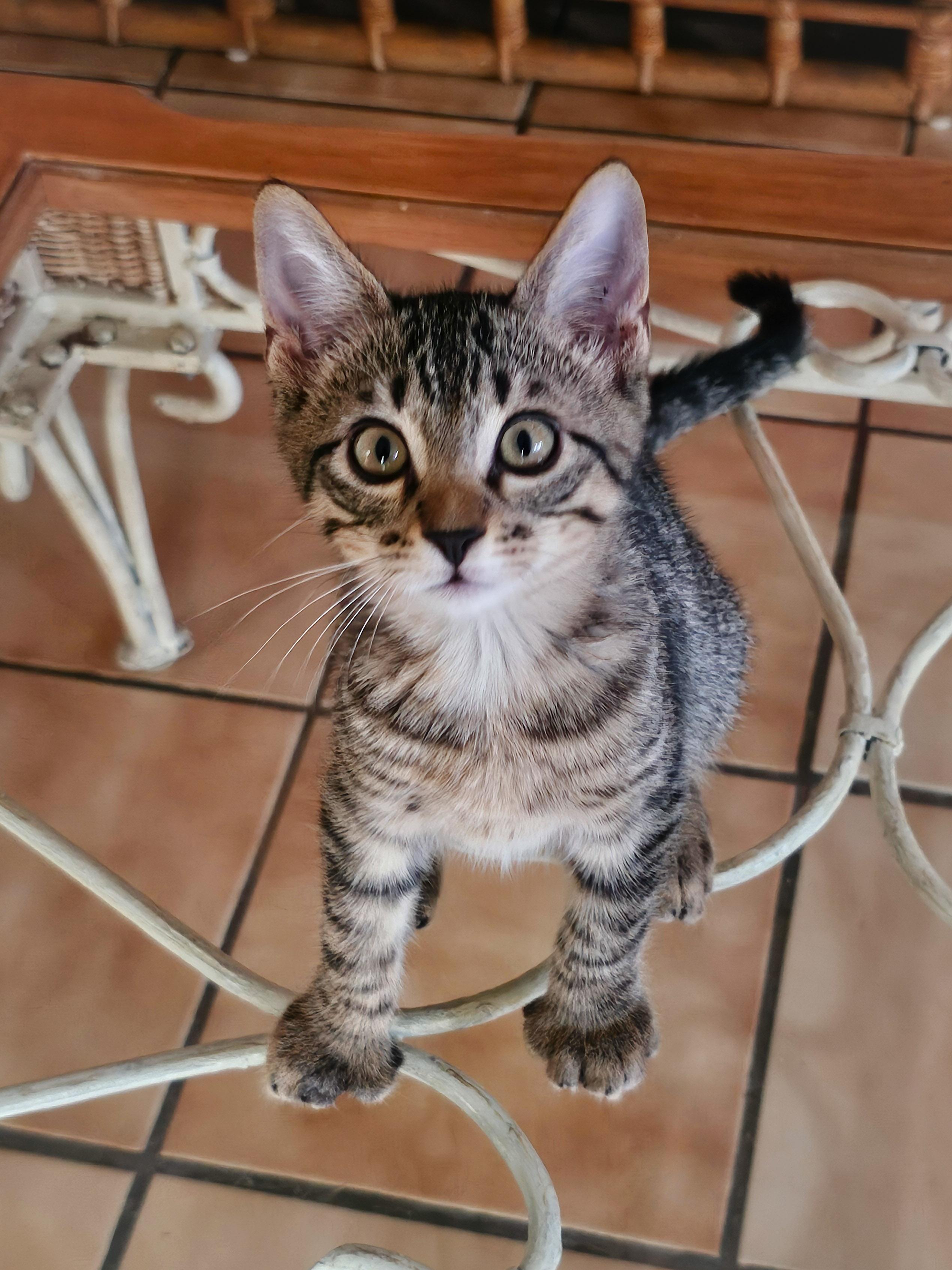 Sean, a Adoptable Domestic Short Hair in Naples, FL image 2/6