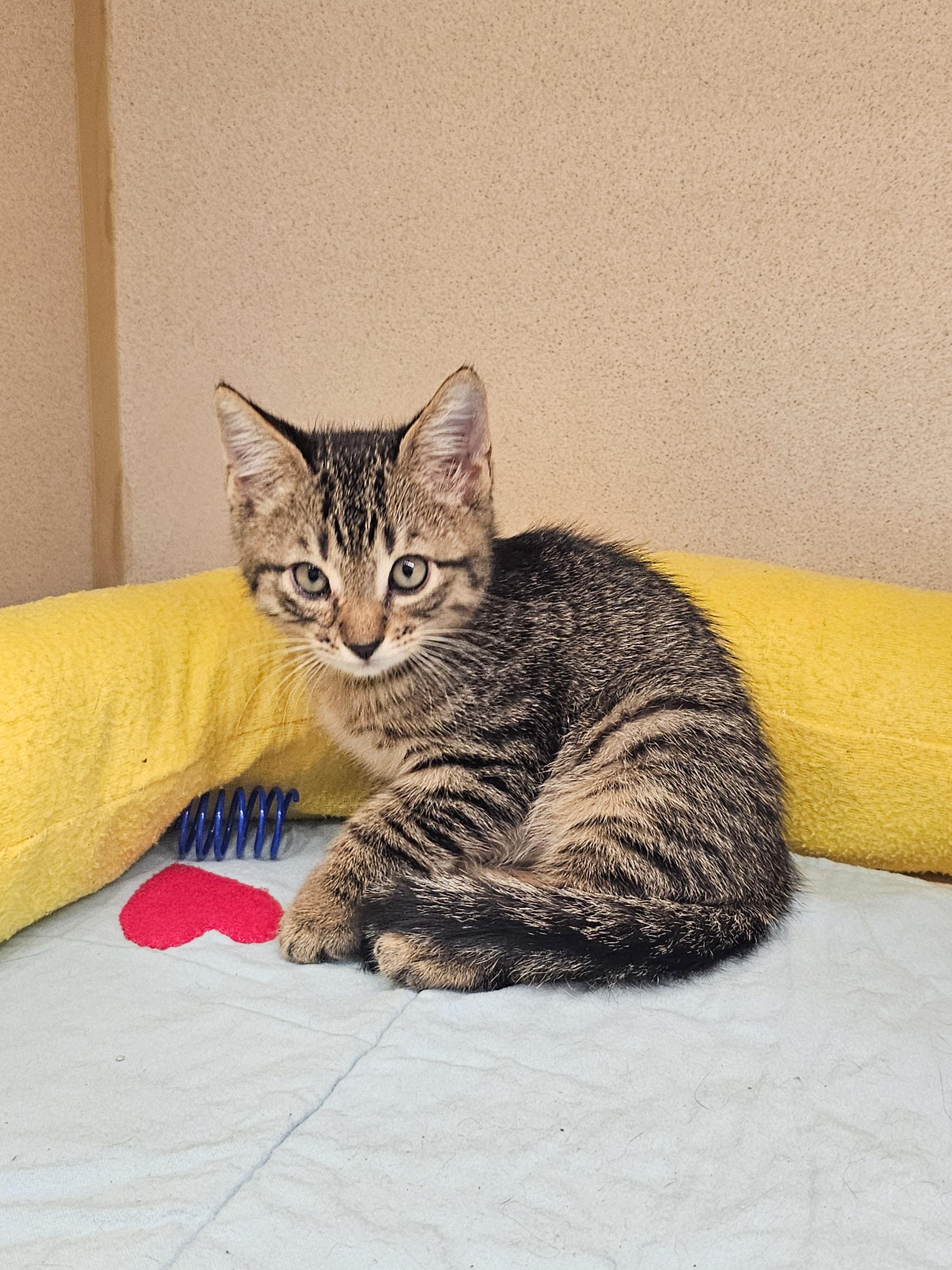Sean, a Adoptable Domestic Short Hair in Naples, FL image 4/6