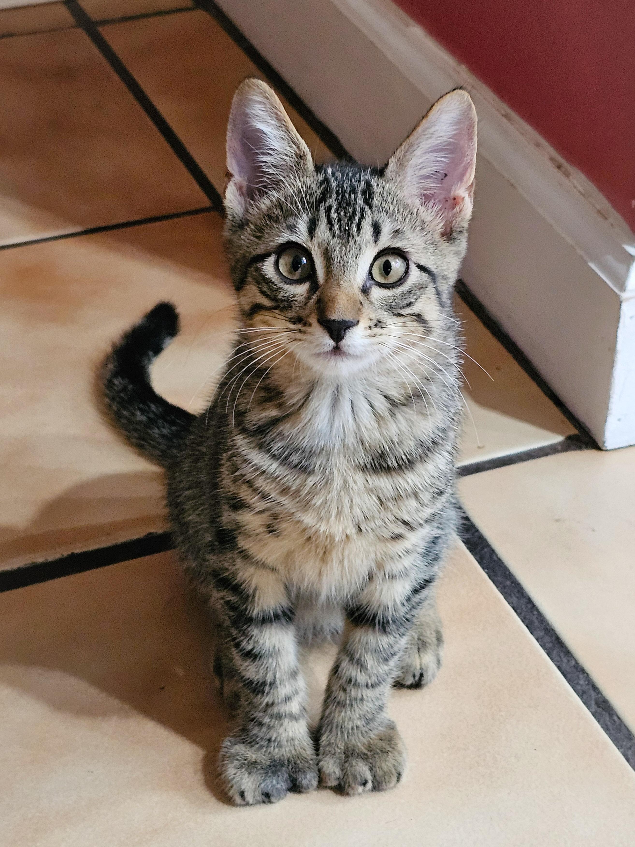 Sean, a Adoptable Domestic Short Hair in Naples, FL image 1/6
