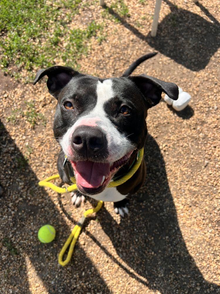 Enlarge Seven, a Adoptable Mixed Breed in Alexandria, VA image 2/2
