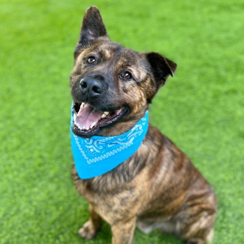 Fitz, Adoptable, Adult Male Mixed Breed.