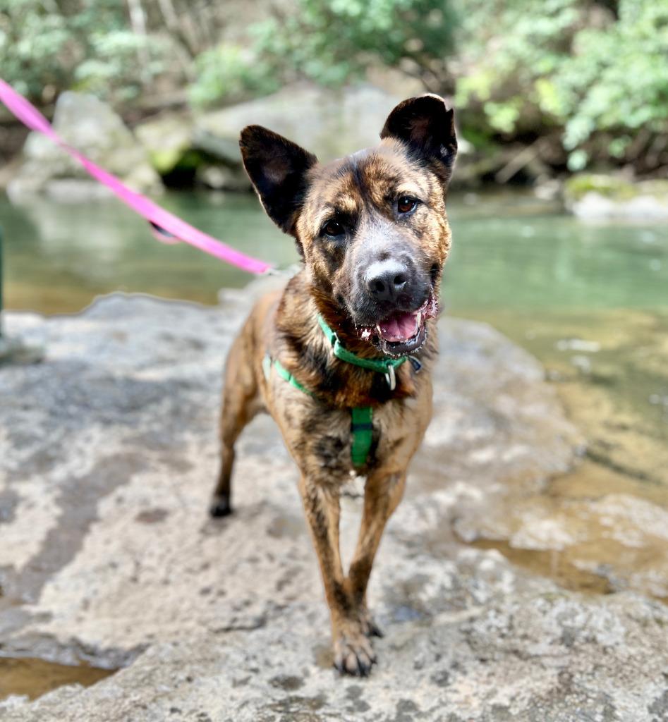 Enlarge Fitz, a Adoptable mixed breed in Ellijay, GA image 1/1