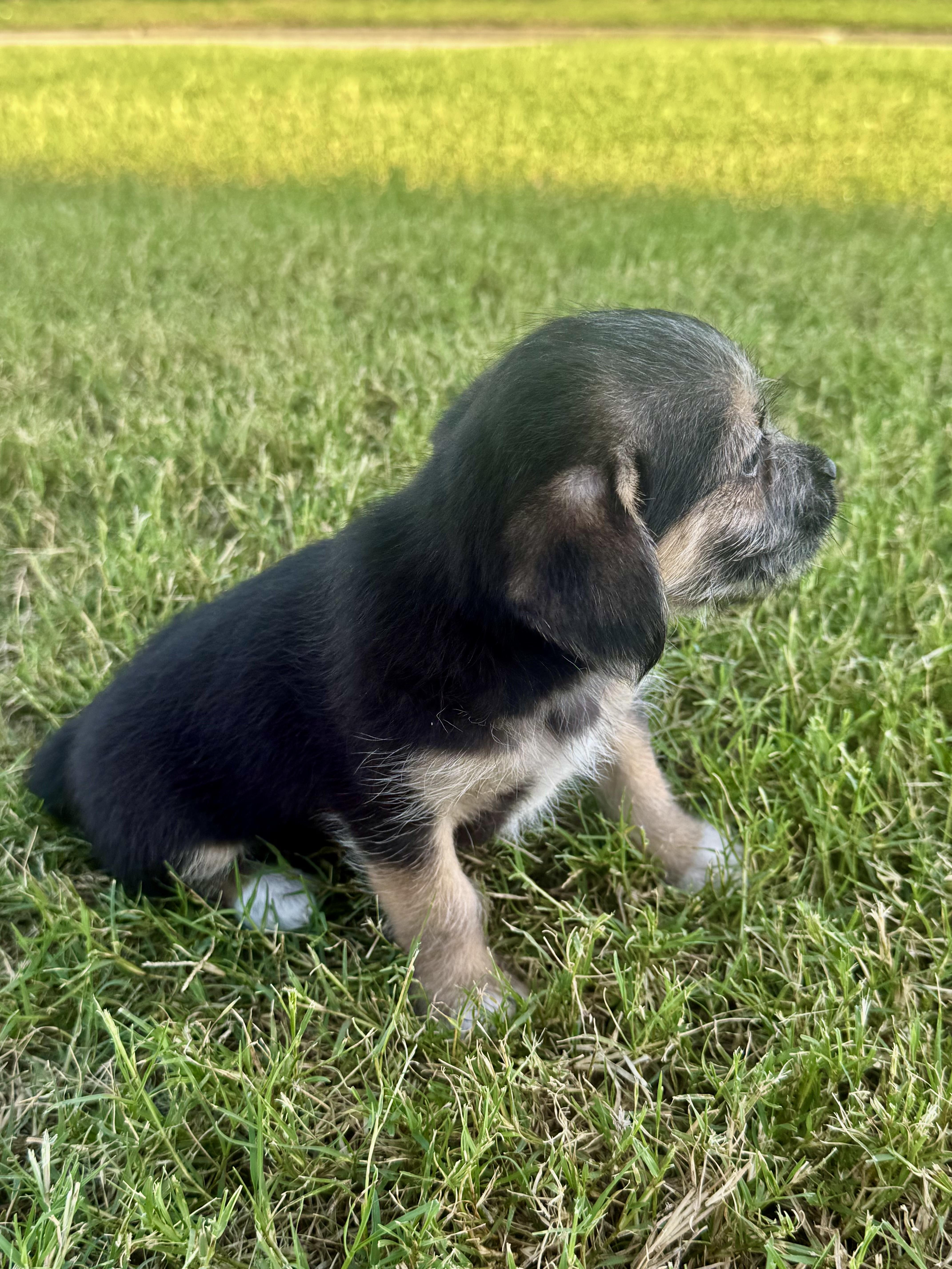 Peanut, a ADOPTABLE mixed breed in Hales corners, WI image 2/2