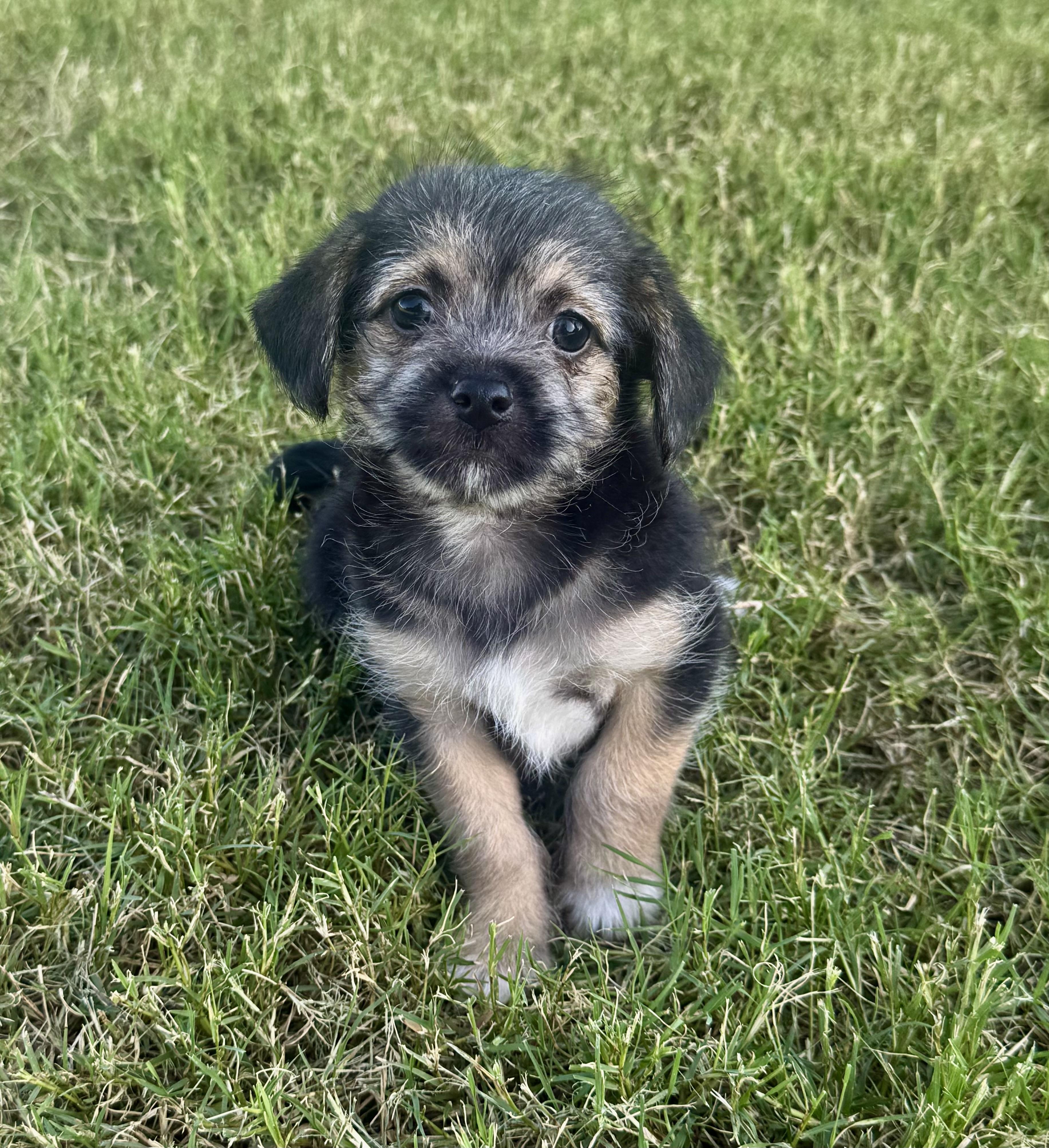 Peanut, a ADOPTABLE mixed breed in Hales corners, WI image 1/2