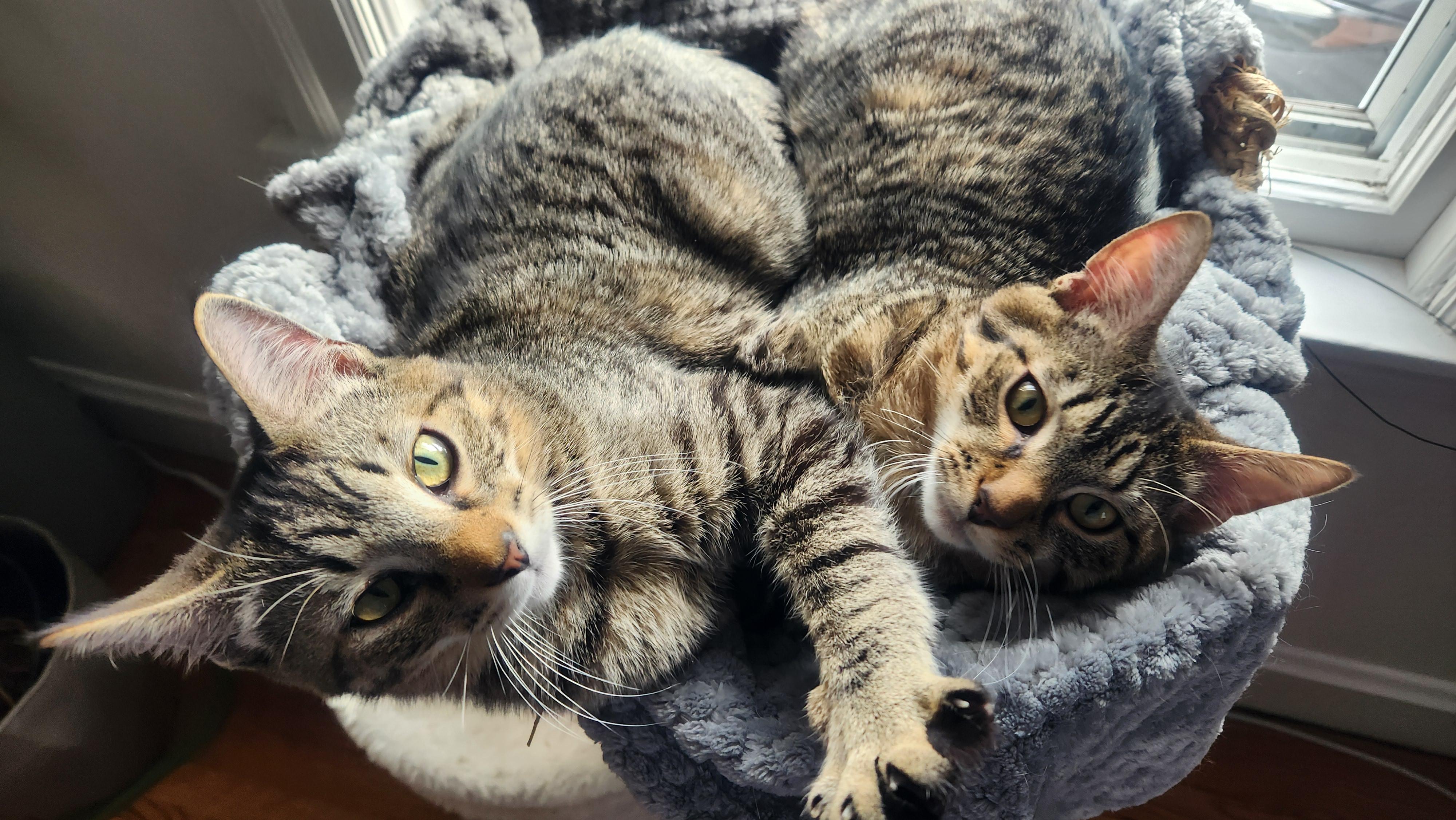 Enlarge Conrad & Jeremiah, an adopted Domestic Short Hair in Warwick, RI image 5/5