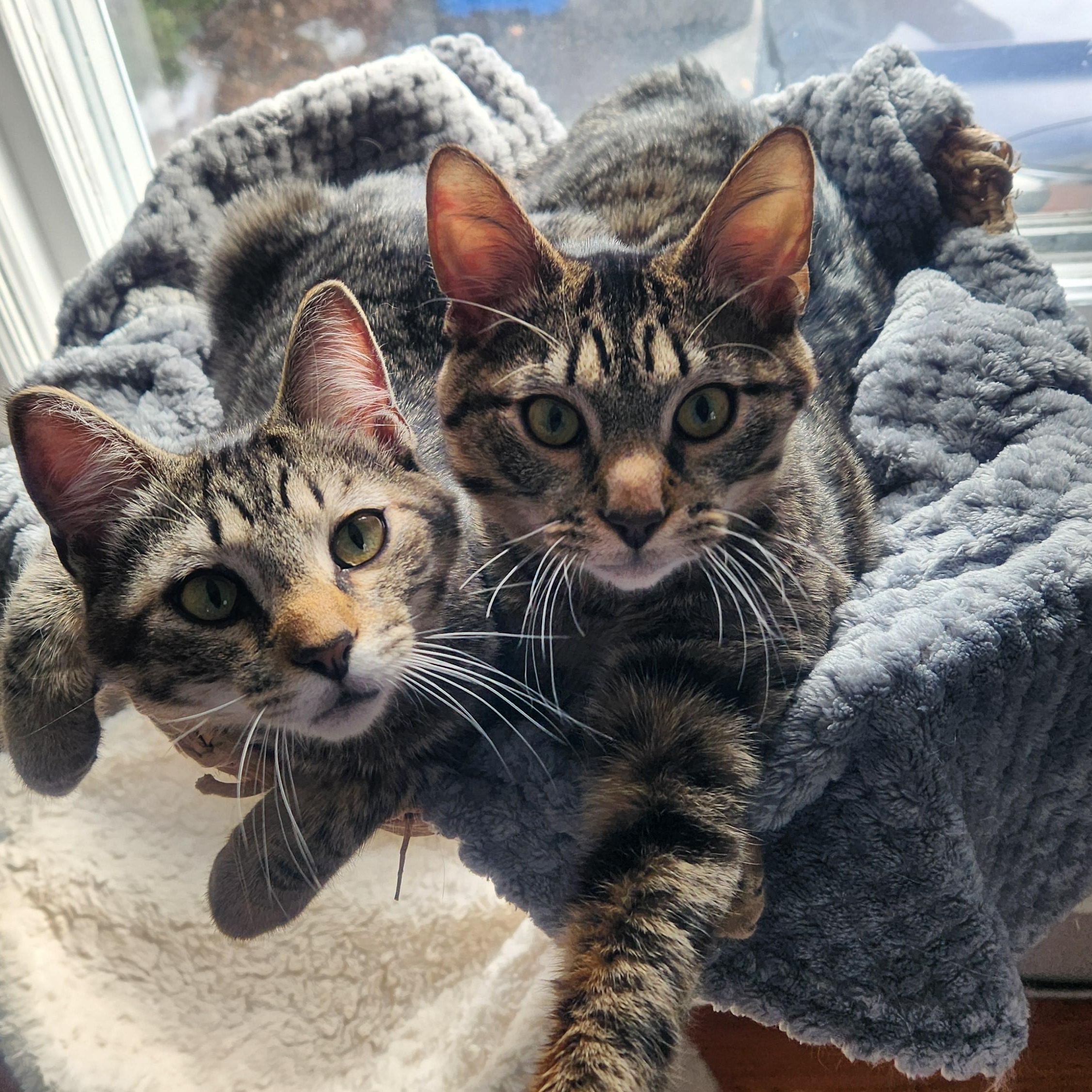 Conrad & Jeremiah, adopted, Kitten Male Domestic Short Hair.