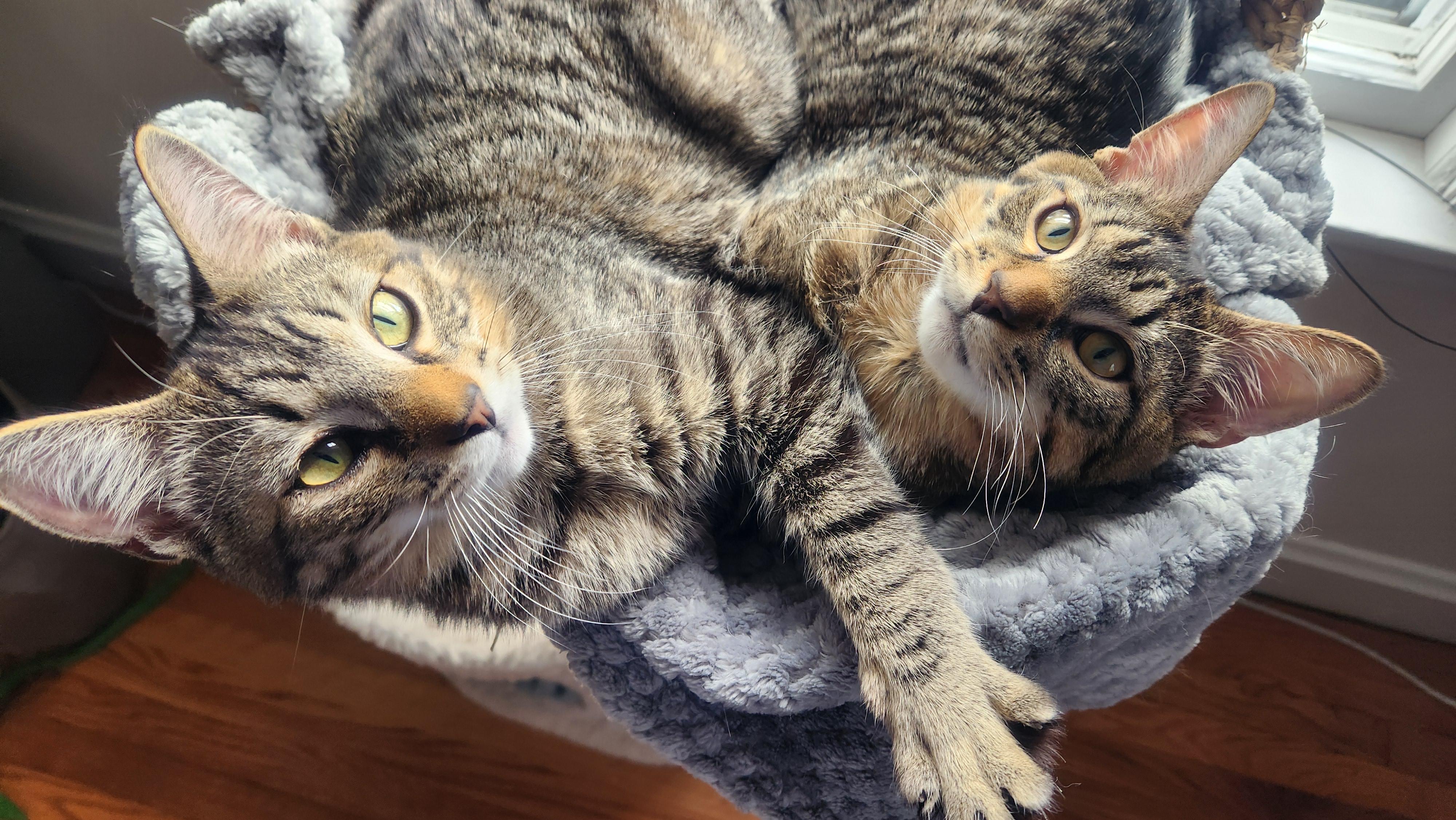 Enlarge Conrad & Jeremiah, an adopted Domestic Short Hair in Warwick, RI image 3/5