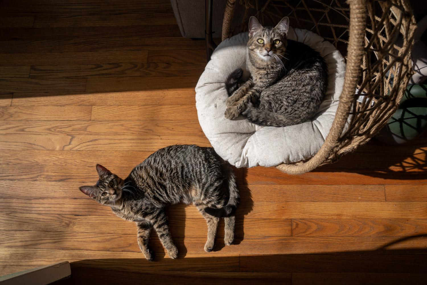 Enlarge Conrad & Jeremiah, an adopted Domestic Short Hair in Warwick, RI image 2/5