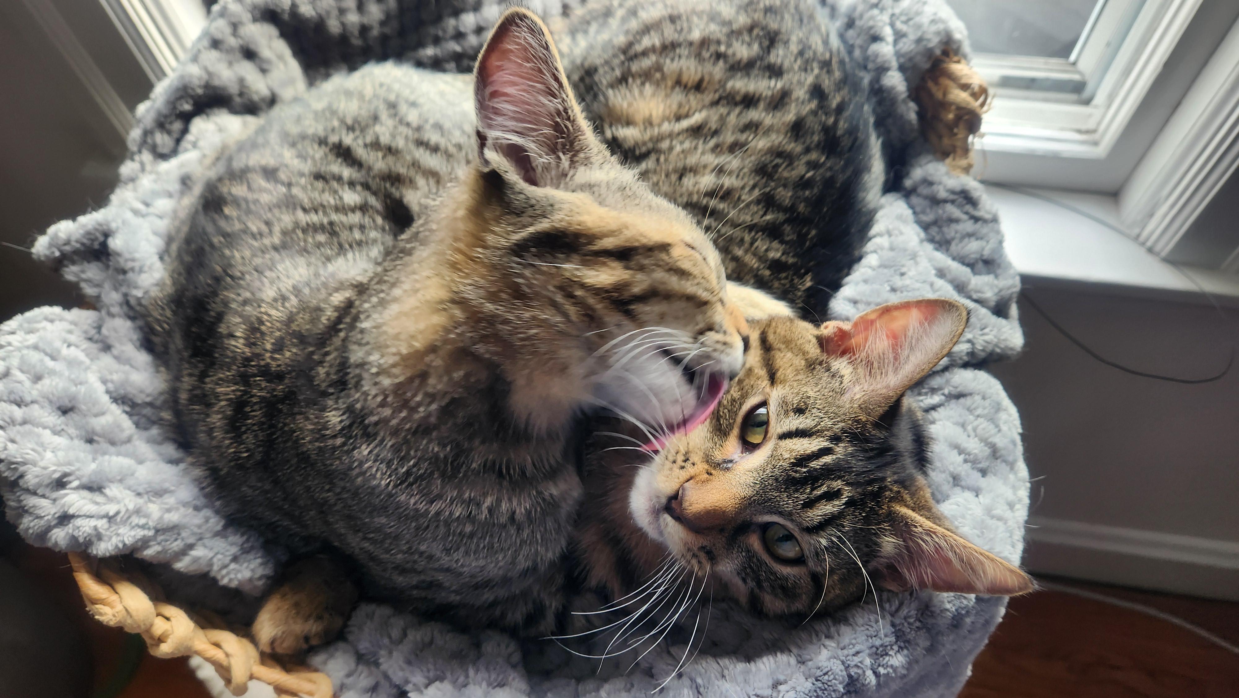 Enlarge Conrad & Jeremiah, an adopted Domestic Short Hair in Warwick, RI image 4/5