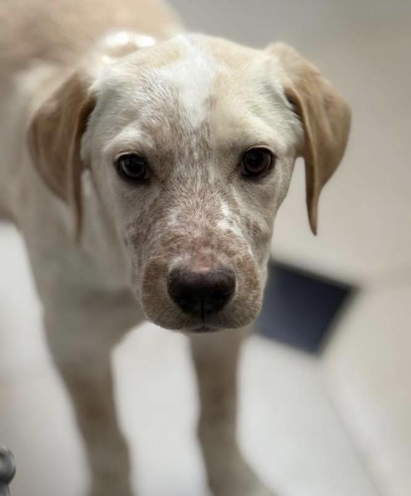 Enlarge Marco, an adopted mixed breed in Philadelphia, PA image 2/6