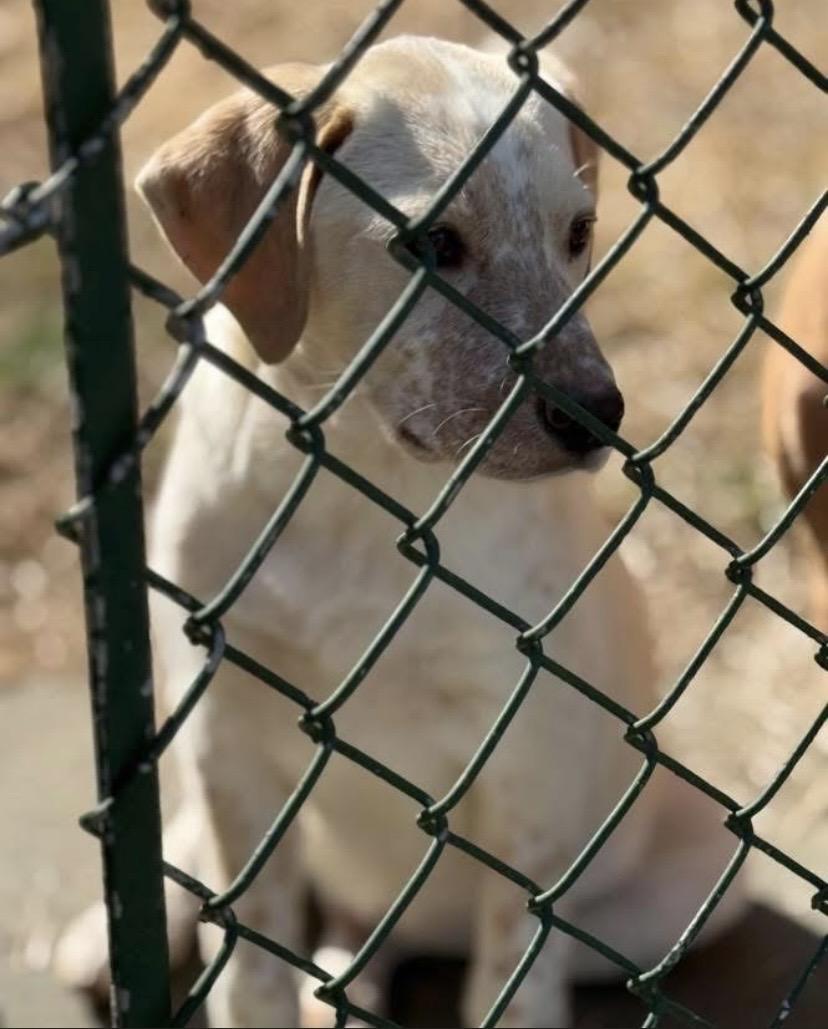 Enlarge Marco, an adopted mixed breed in Philadelphia, PA image 6/6