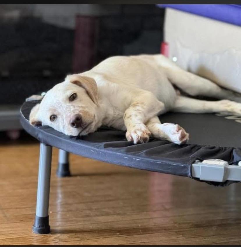 Enlarge Marco, an adopted mixed breed in Philadelphia, PA image 4/6