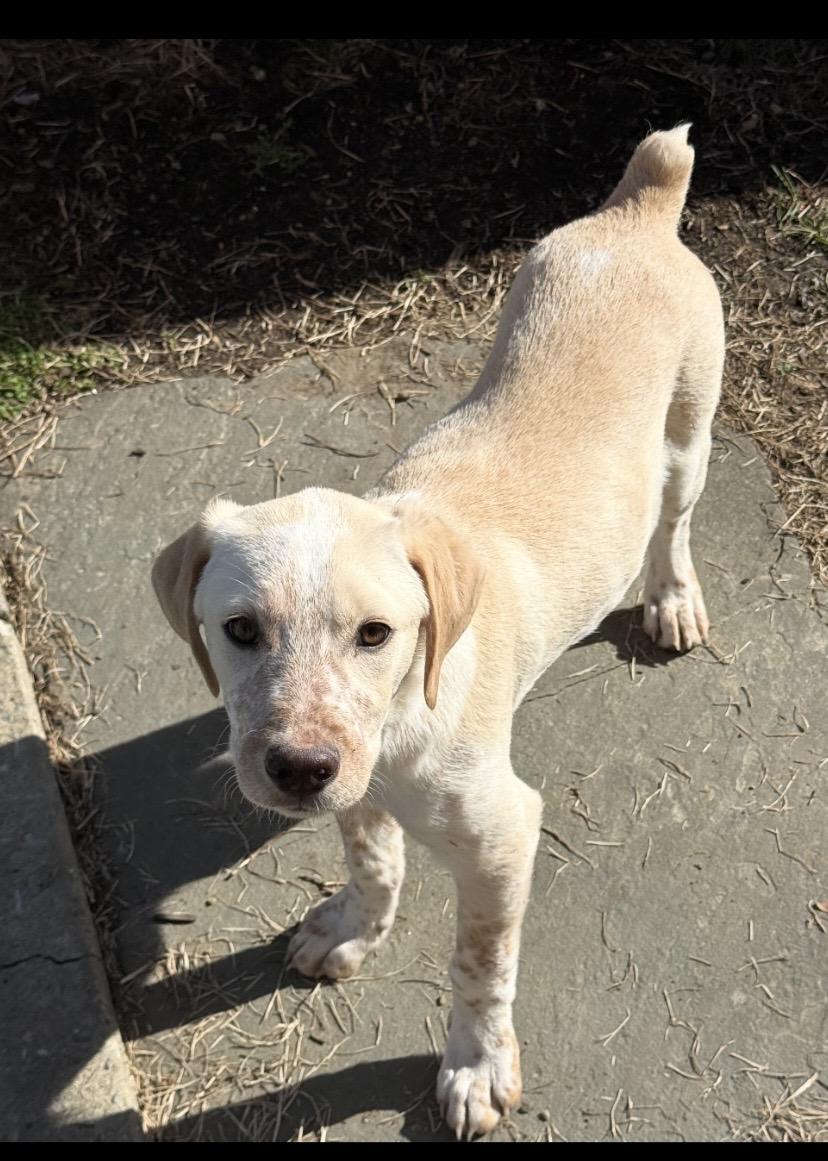 Marco, adopted, Puppy Male Australian Cattle Dog / Blue Heeler & German Shorthaired Pointer.