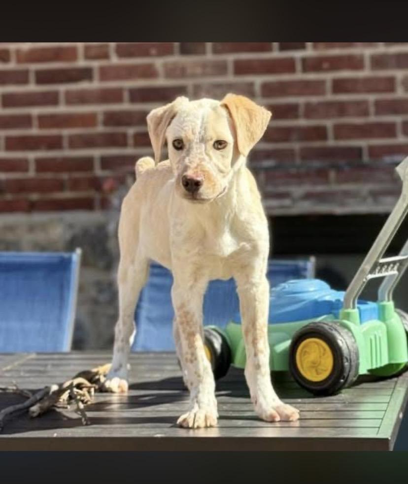 Enlarge Marco, an adopted mixed breed in Philadelphia, PA image 3/6