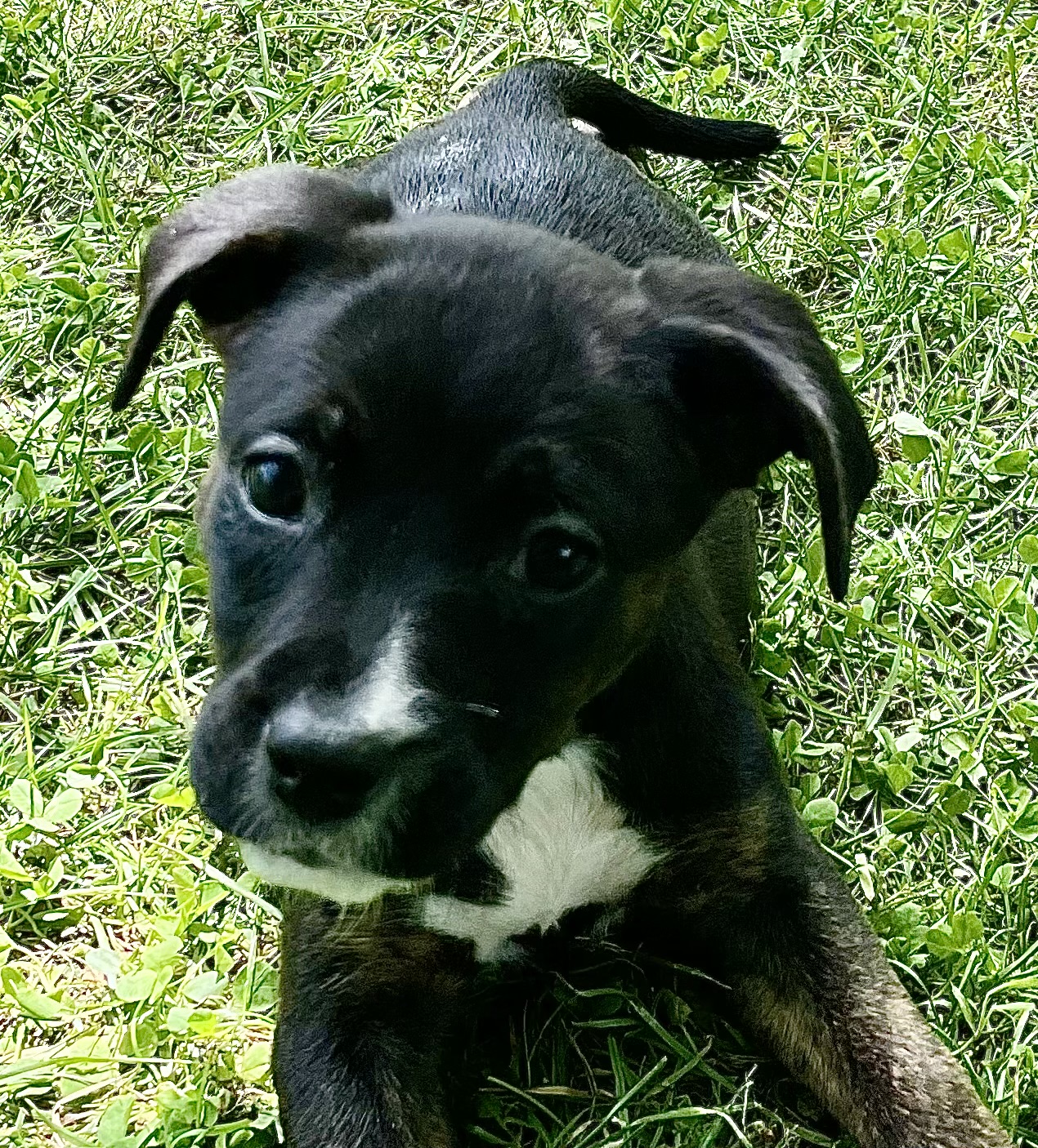 Dog for adoption Cindy Lou Who, a Mixed Breed in Lyndhurst, OH