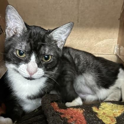 Mary $25, Adoptable, Kitten Female Domestic Short Hair & Domestic Short Hair.
